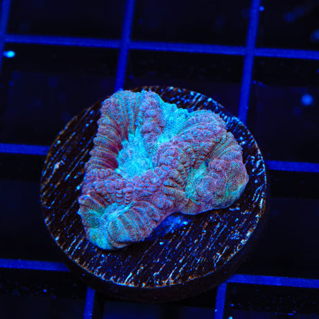 Blueberry Crush Favia Coral