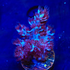 Blueberry Kenya Tree Coral