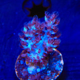 Blueberry Kenya Tree Coral