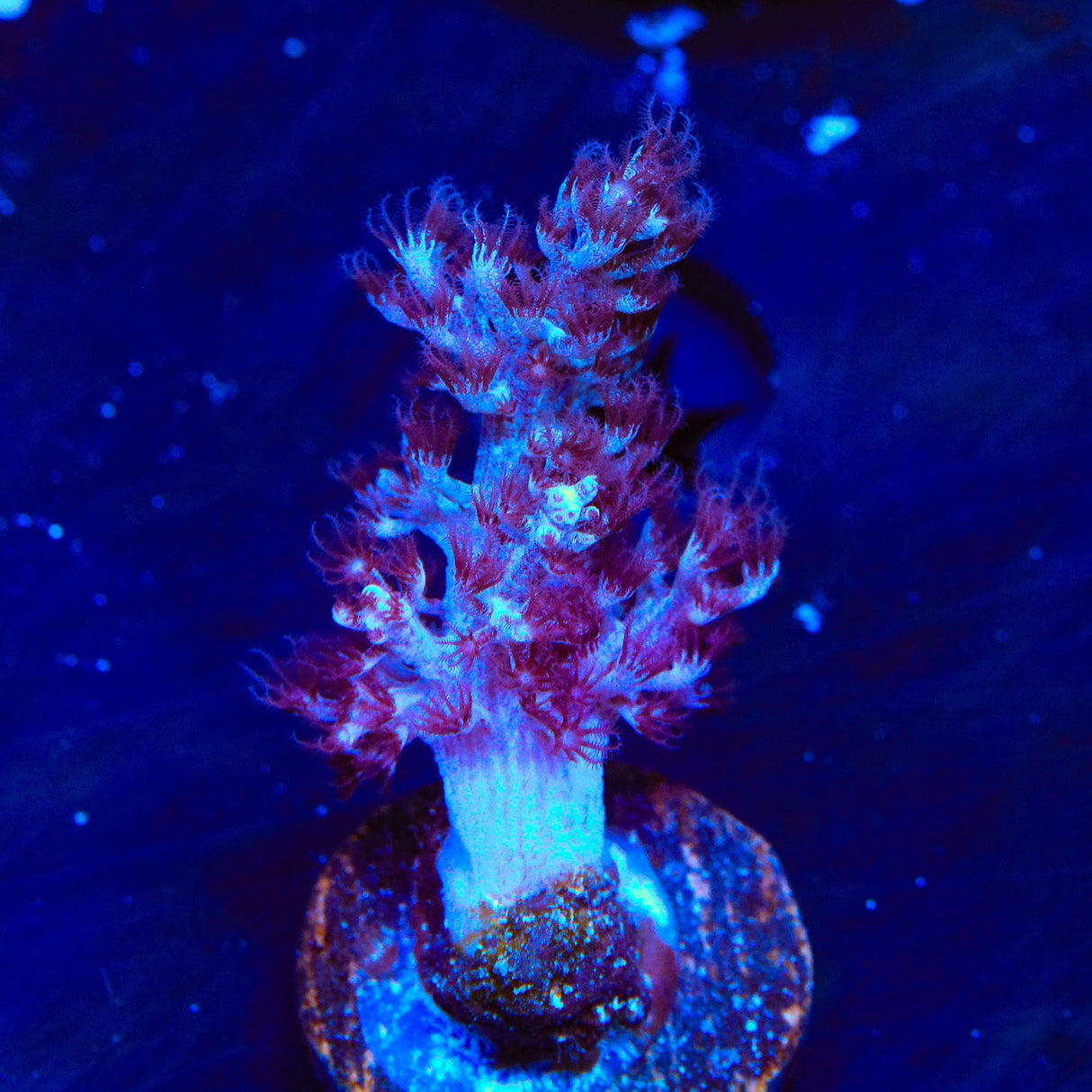 Blueberry Kenya Tree Coral