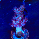 Blueberry Kenya Tree Coral