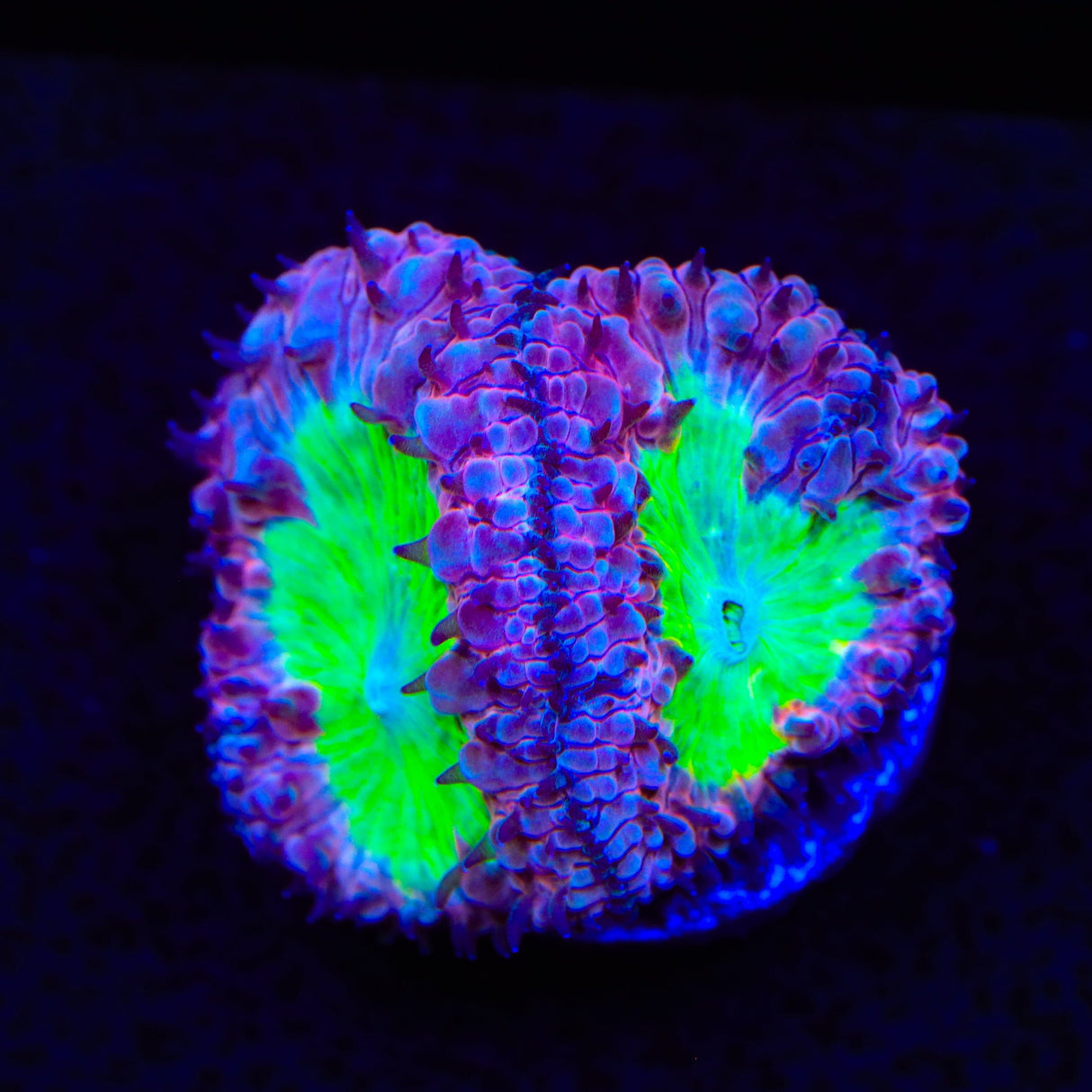 Blueberry Pie Blastomussa Coral