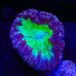 Blueberry Pie Blastomussa Coral