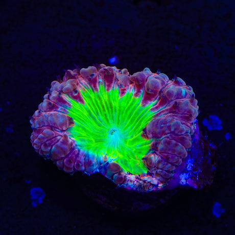 Blueberry Pie Blastomussa Coral
