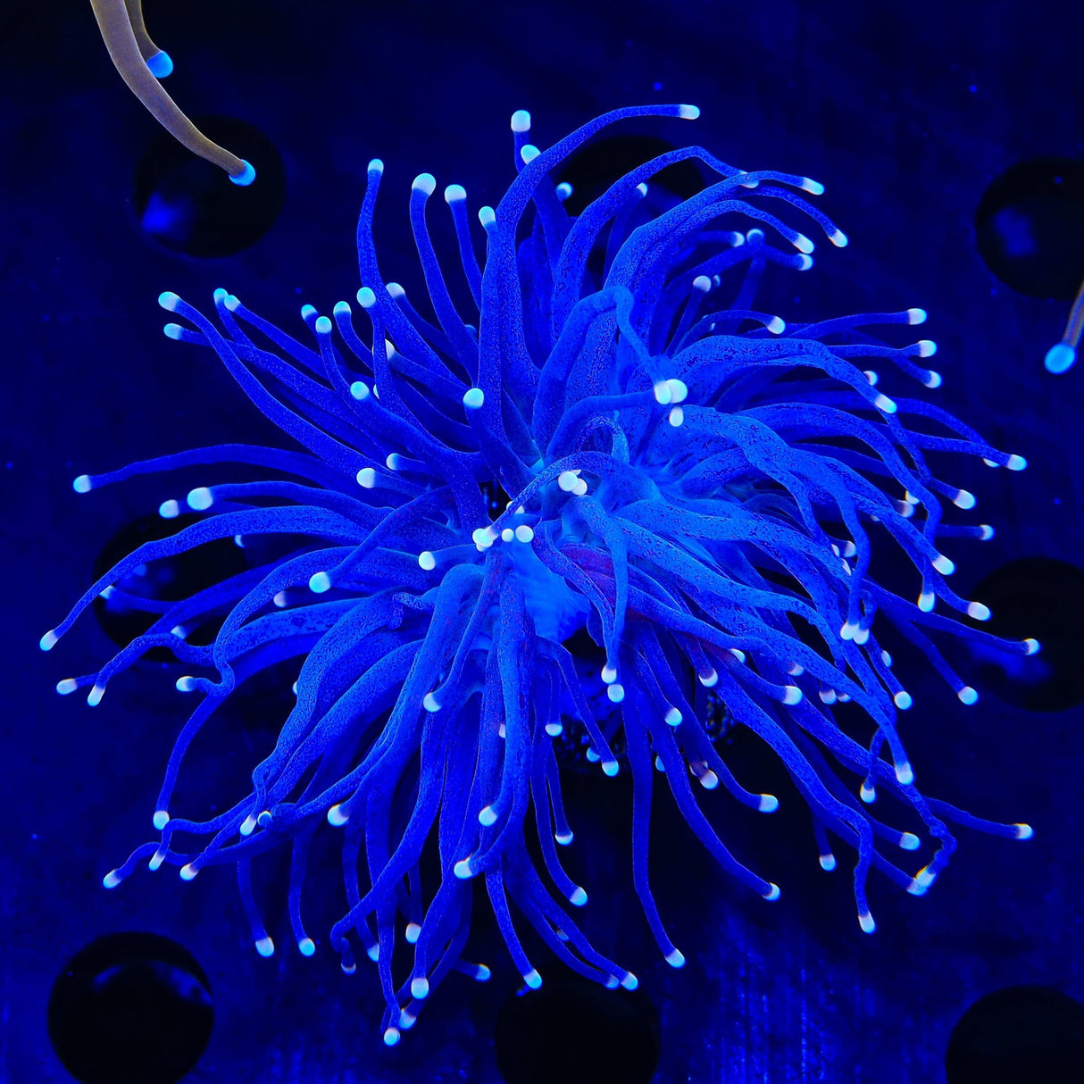 Blueberry Torch Coral