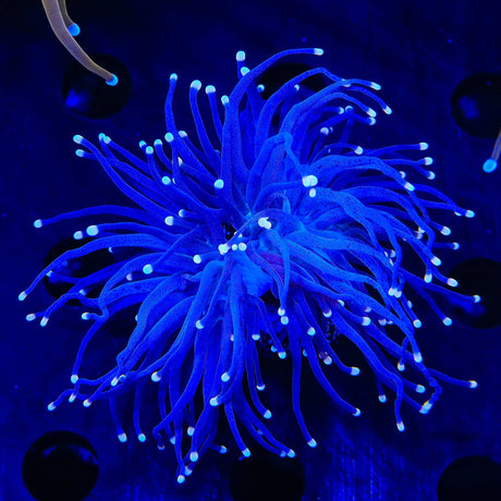 Blueberry Torch Coral