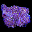 Blueberry Zoanthids Colony Coral