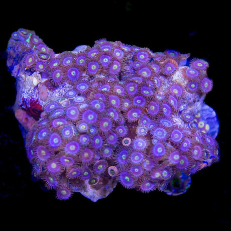 Blueberry Zoanthids Colony Coral