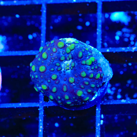 Boiling Blisters Mushroom Coral