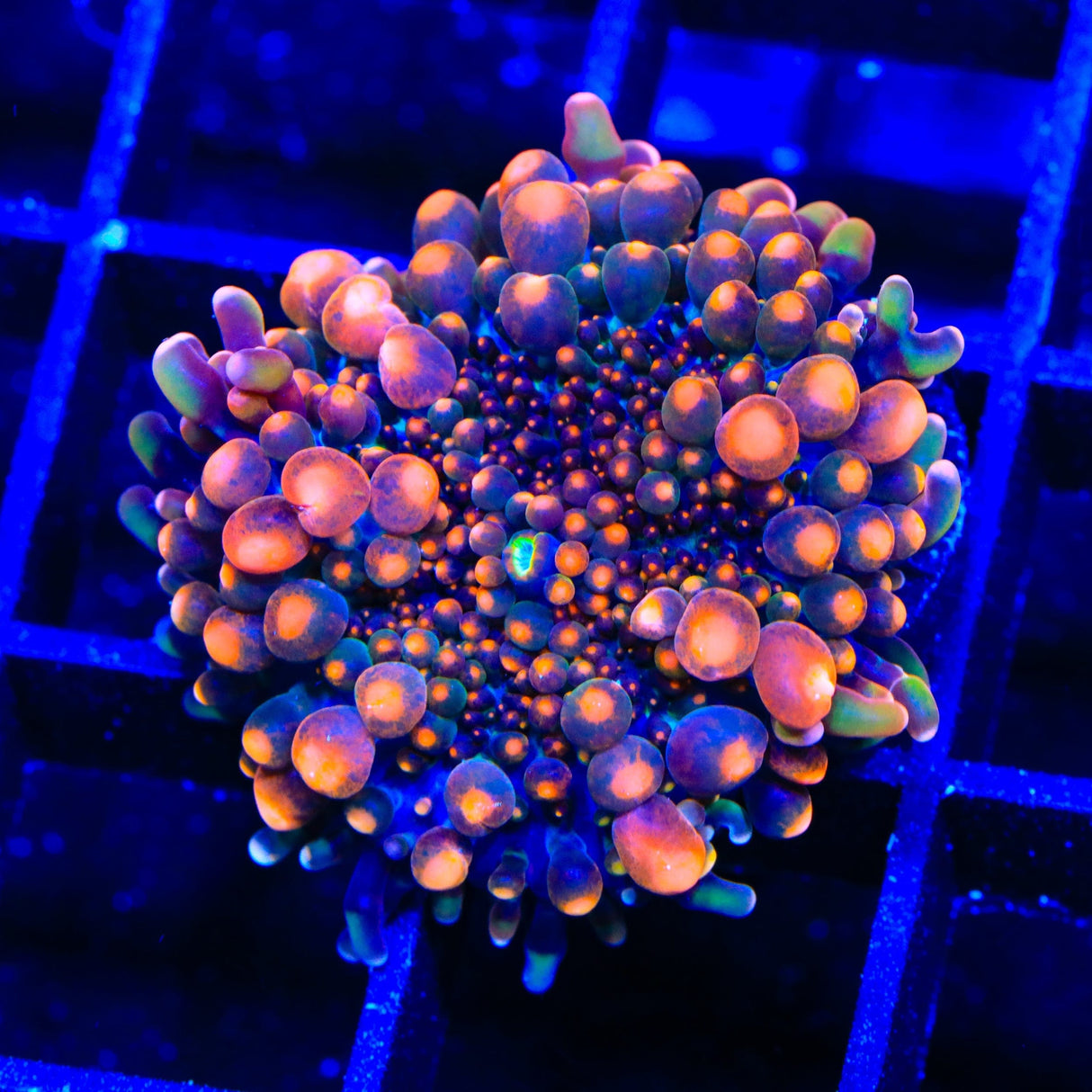 Booming Yuma Coral