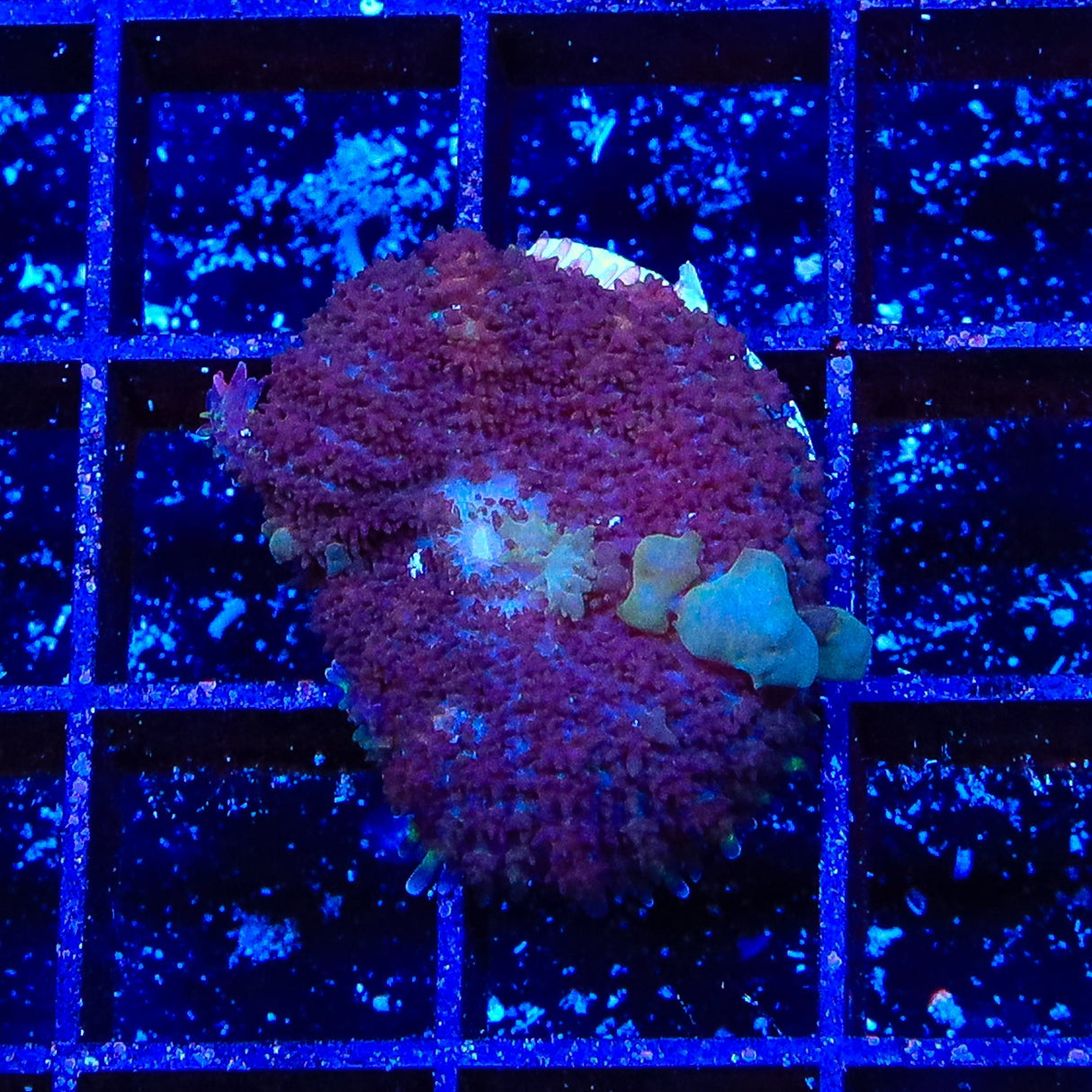 Boucing Betty Bounce Mushroom Coral