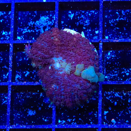 Boucing Betty Bounce Mushroom Coral