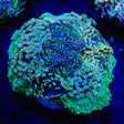 Bouquet Hammer Coral