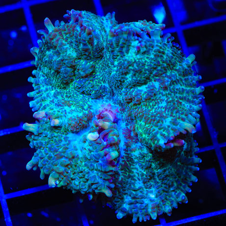 Breezy Mushroom Coral