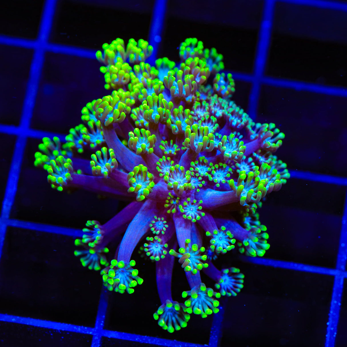 Bright Eye Alveopora Coral