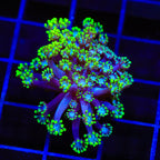 Bright Eye Alveopora Coral