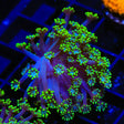 Bright Eye Alveopora Coral
