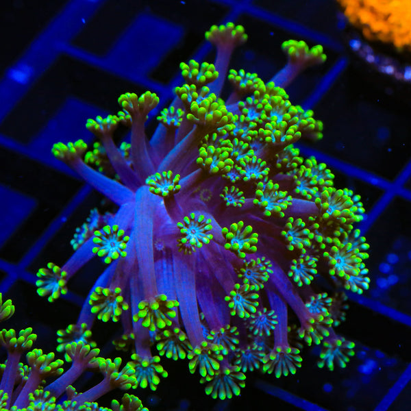Bright Eye Alveopora Coral