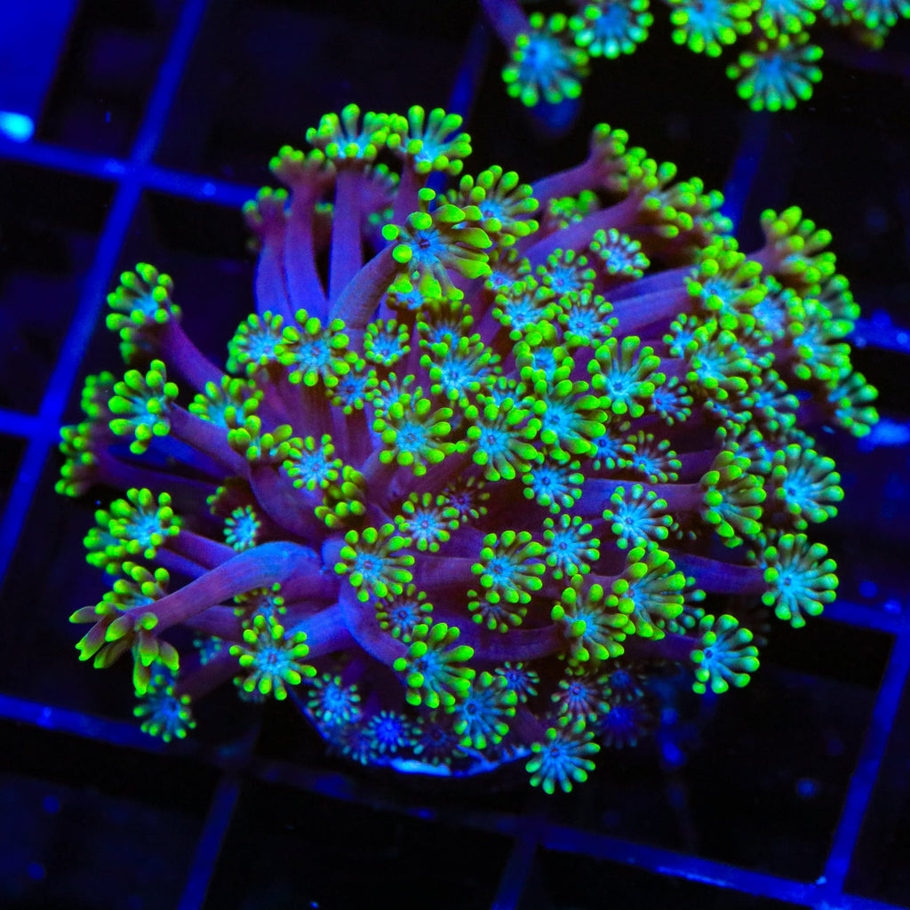 Bright Eye Alveopora Coral