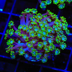Bright Eye Alveopora Coral