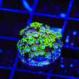 Bright Eye Alveopora Coral