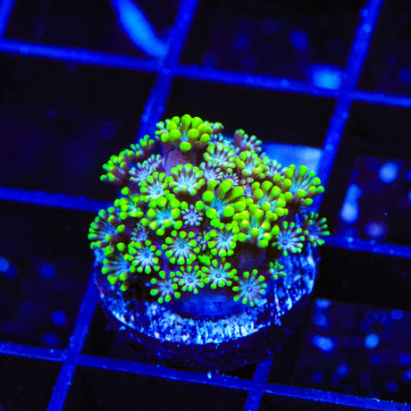 Bright Eye Alveopora Coral