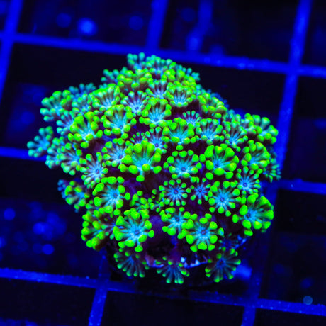 Bright Eye Alveopora Coral
