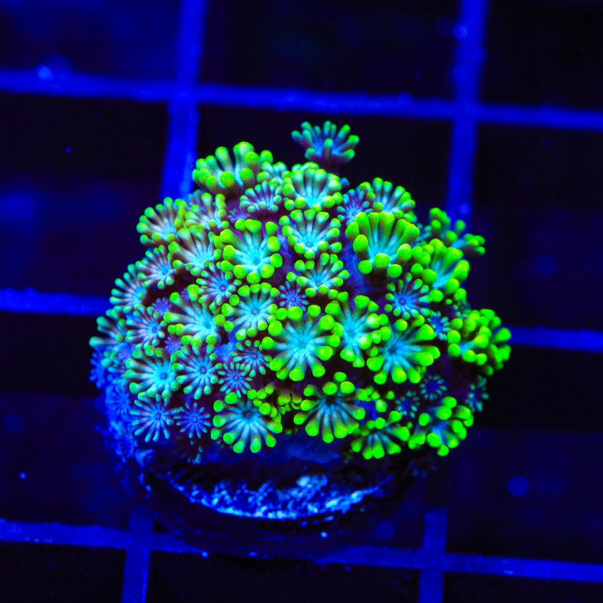 Bright Eye Alveopora Coral