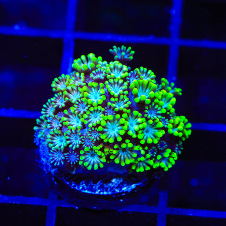Bright Eye Alveopora Coral