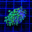 Bright Eye Alveopora Coral