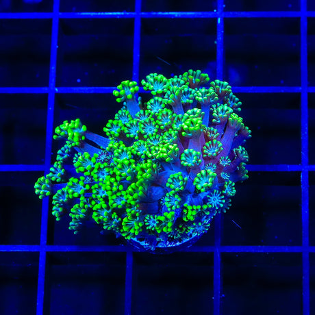 Bright Eye Alveopora Coral
