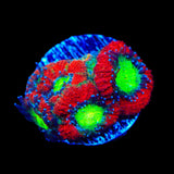 Bright Eye Micromussa Acan Coral