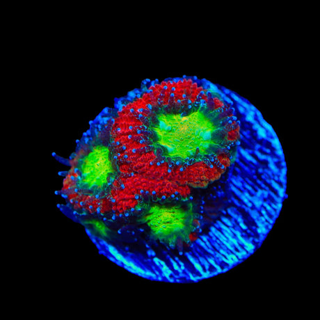 Bright Eye Micromussa Acan Coral