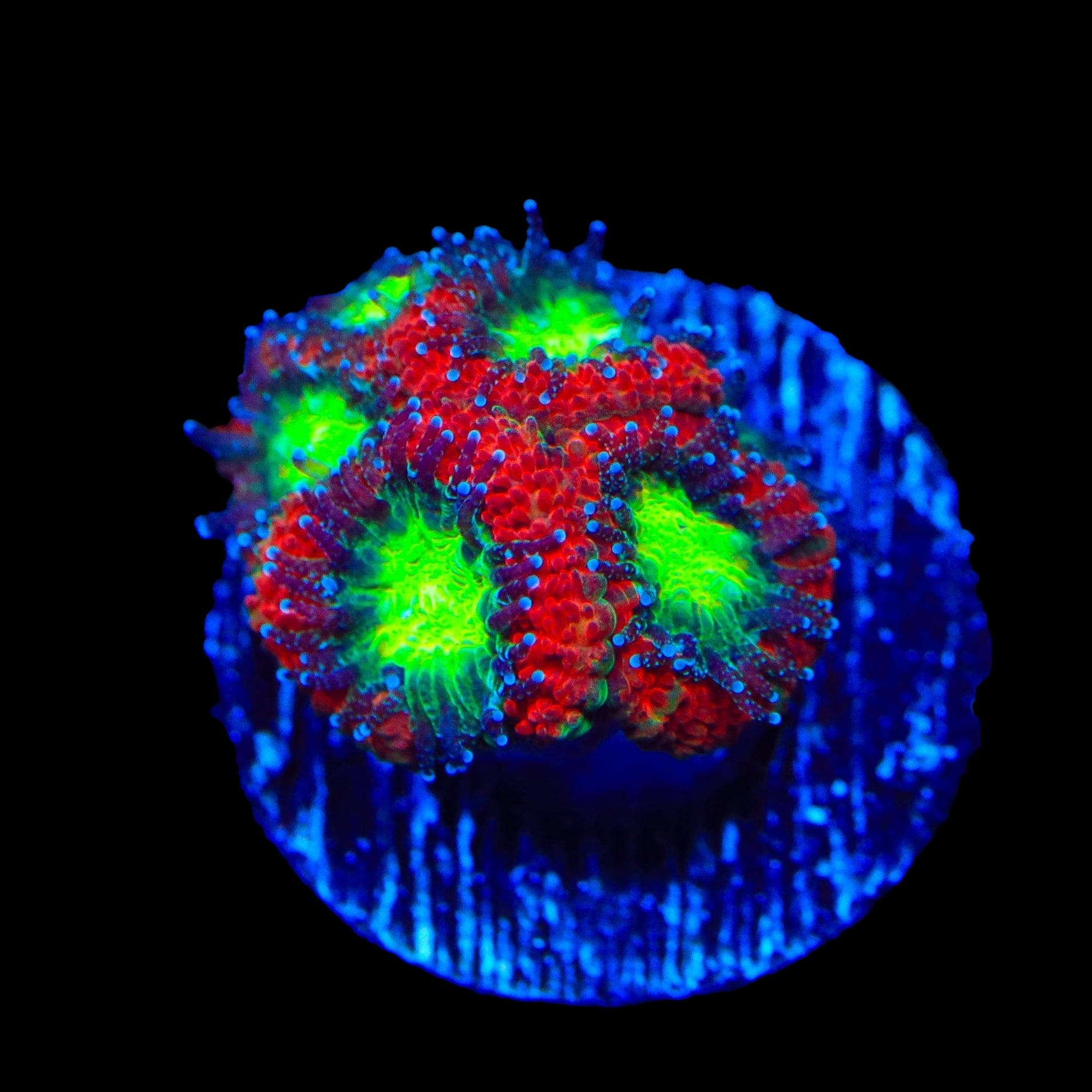 Bright Eye Micromussa Acan Coral