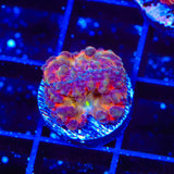 BSA Titty Twister Blastomussa Coral