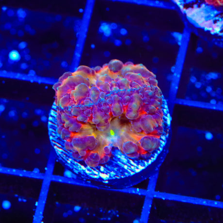 BSA Titty Twister Blastomussa Coral