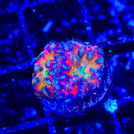 BSA Titty Twister Blastomussa Coral