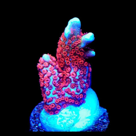 Bubblegum Digitata Montipora Coral