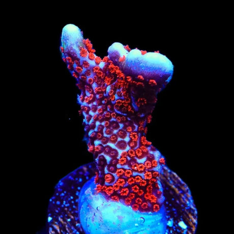 Bubblegum Digitata Montipora Coral