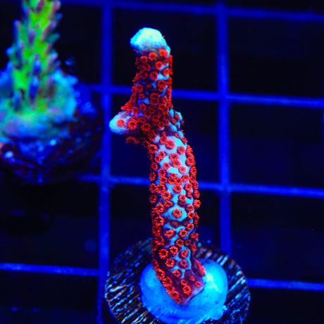Bubblegum Digitata Montipora Coral