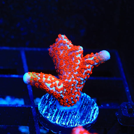 Bubblegum Digitata Montipora Coral