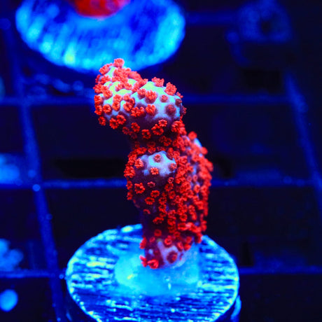 Bubblegum Digitata Montipora Coral
