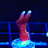 Bubblegum Digitata Montipora Coral