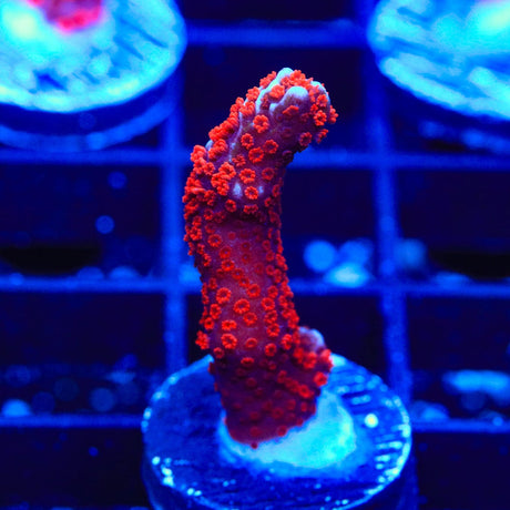 Bubblegum Digitata Montipora Coral