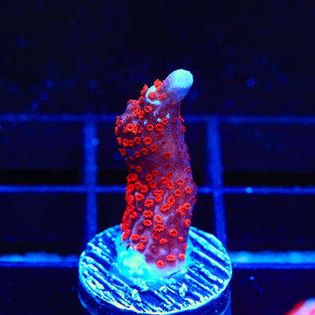Bubblegum Digitata Montipora Coral