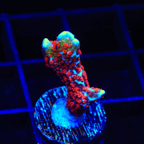 Bubblegum Digitata Montipora Coral