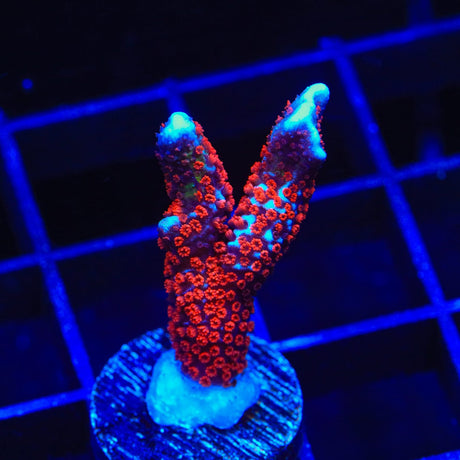 Bubblegum Digitata Montipora Coral
