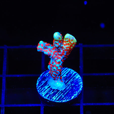 Bubblegum Digitata Montipora Coral
