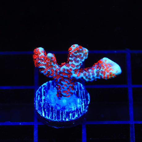 Bubblegum Digitata Montipora Coral