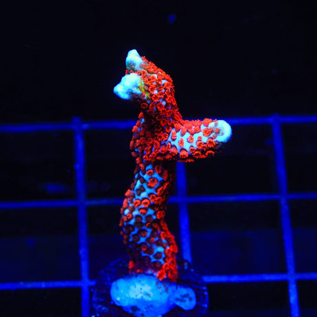 Bubblegum Digitata Montipora Coral